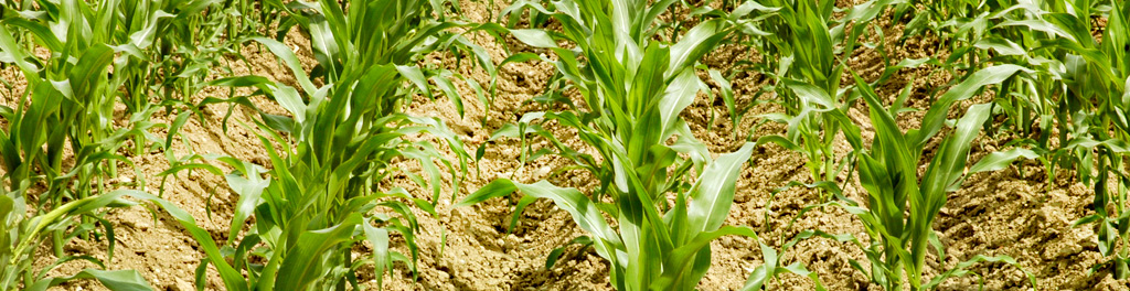 Azienda-agricola_1_testata_sezione