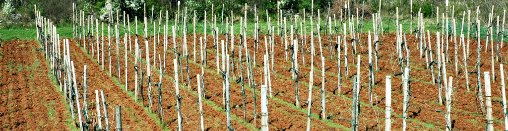 Azienda-agricola_3_testata_sezione