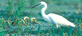 Egretta-garzetta_piccola